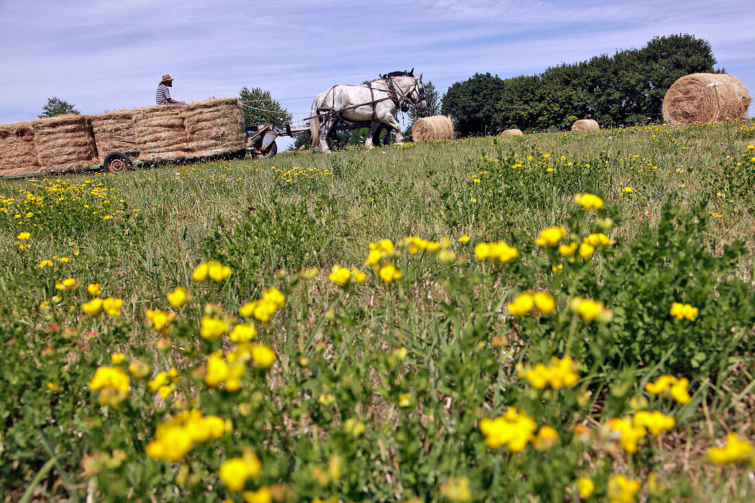 Collecting Hay Bales, Working in the Fields with a Harnessed Team of Percheron Horses, Jean-Louis Lefrancois' Farm, Condeau, Perche, Orne (61), France