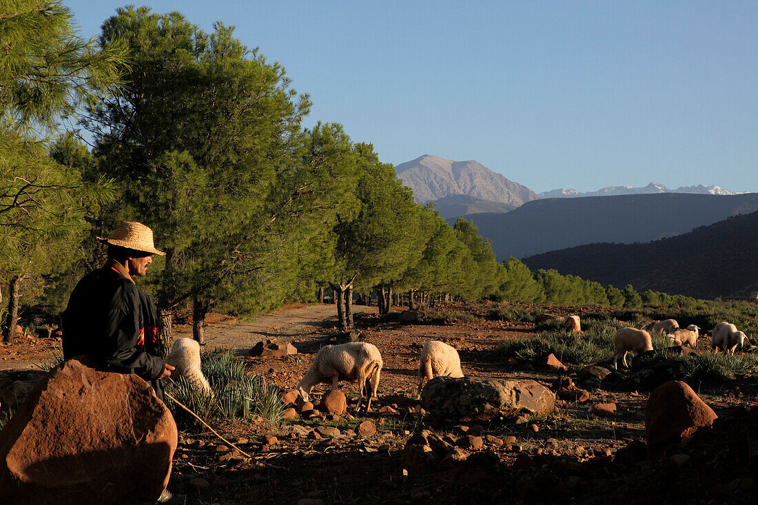 Shepherd and His Sheep on the Domaine De Terres D’Amanar, Tahanaoute, Al Haouz, Morocco