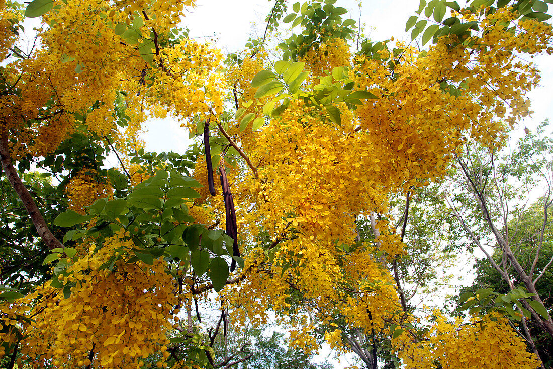 Yellow Flowers of the Indian Laburnum (Golden Shower Tree) in the King's Colors, Thailand, Asia