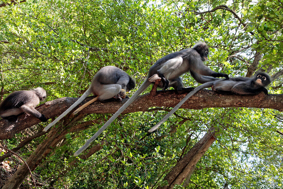 Gibbon Apes, Khao Sam Roi Yot National Park, Prachuap Khiri Khan Province, Thailand, Asia