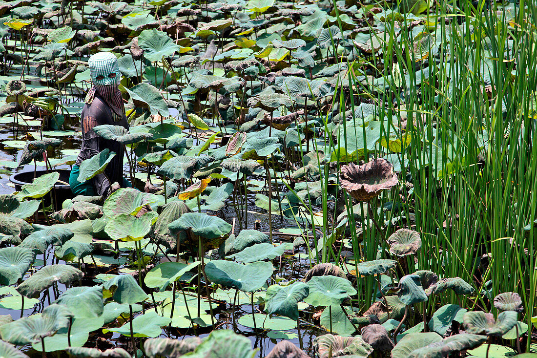 Young Woman Protected From Insects By a Mask Gathering Lotus Shoots on a Plantation, Thailand, Asia