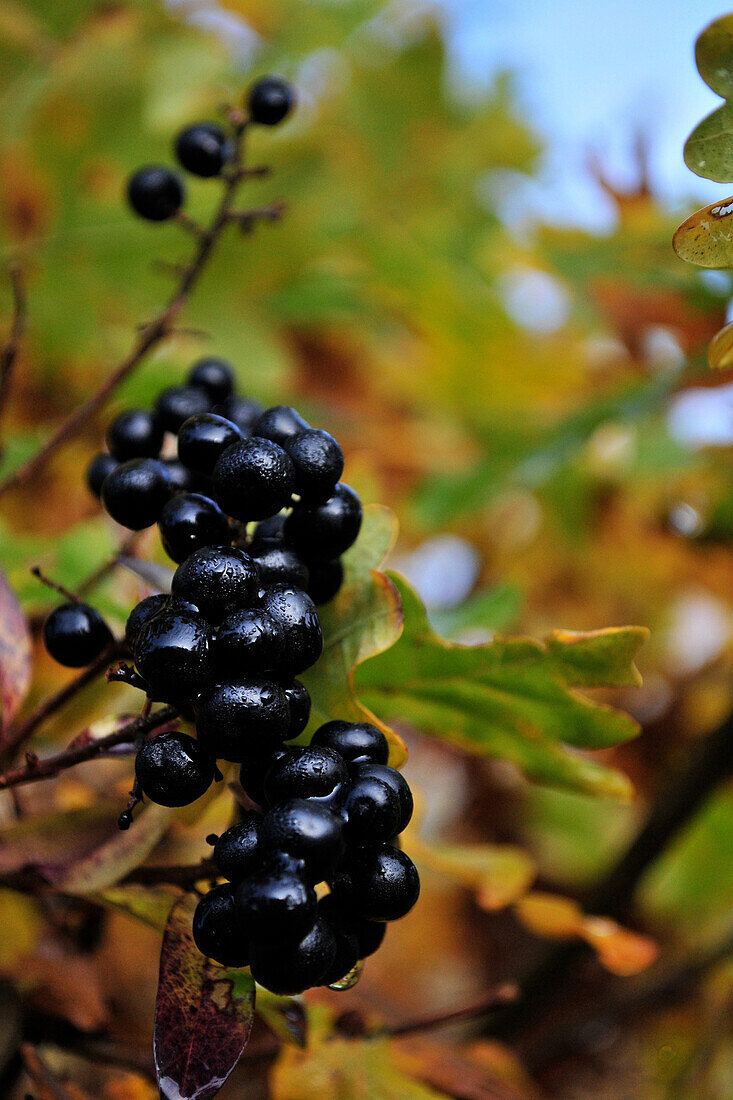 Wild Black Privet Berries, Private Forest near the Marquenterre Park, Somme (80), France