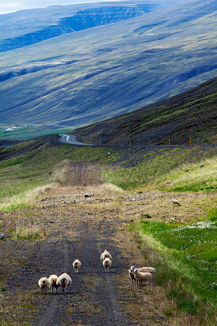 Icelandic Sheep in the Region of Varmahlid, Northern Iceland, Europe