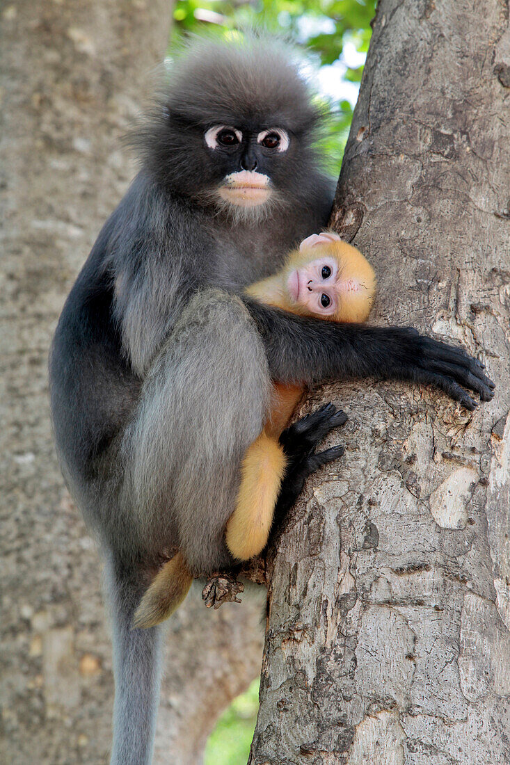 Gibbon Ape and Its Young, Khao Sam Roi Yot National Park, Prachuap Khiri Khan Province, Thailand, Asia