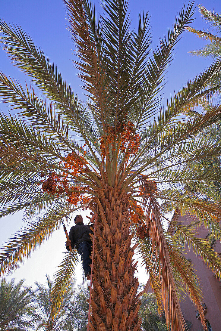 Harvesting Dates, Amzrou, Morocco, Maghrib, Africa