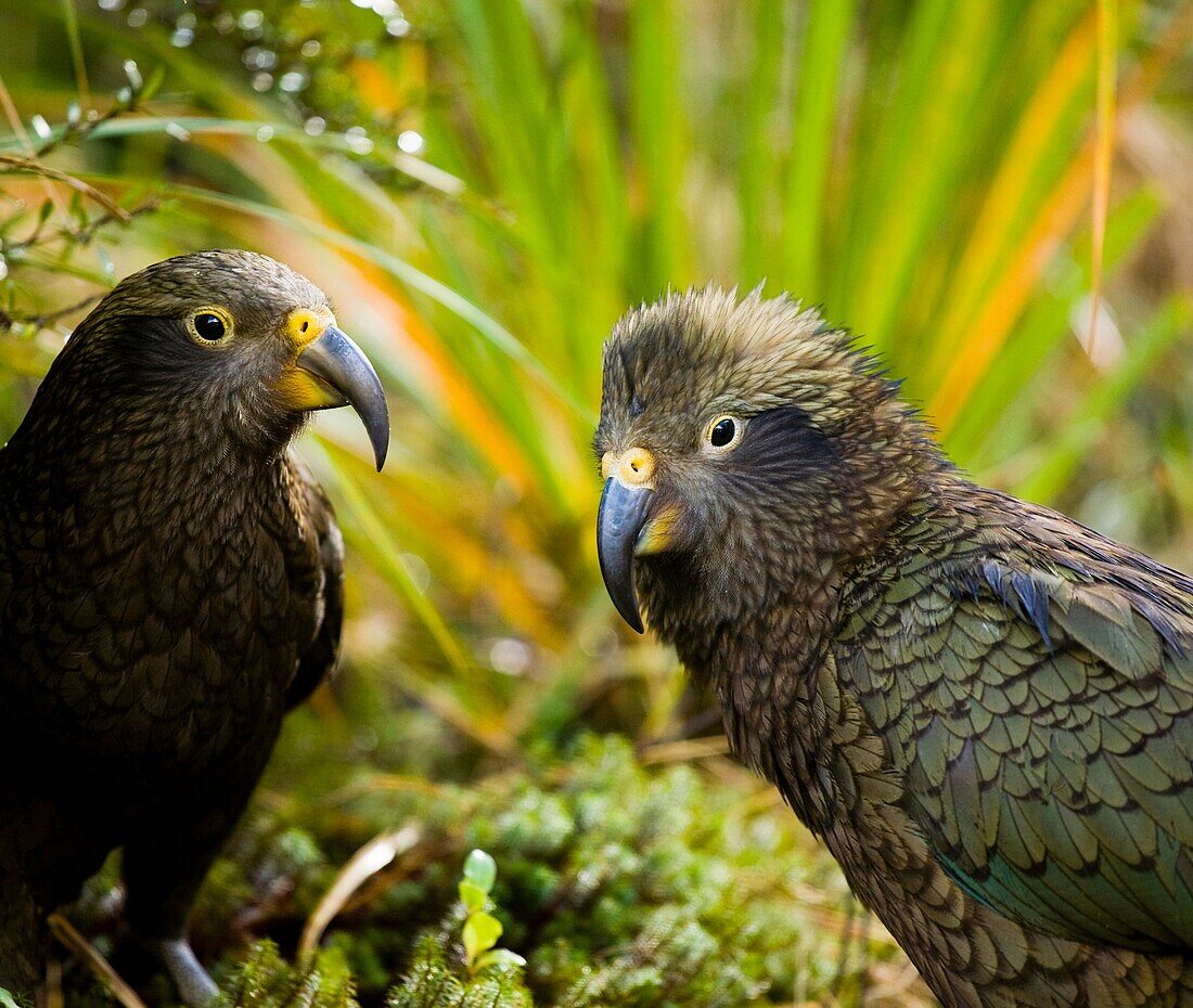 New Zealand, Southland, Fiordland National Park A group of Kea, an alpine parrot only found in the mountain environment of the South Island of New Zealand