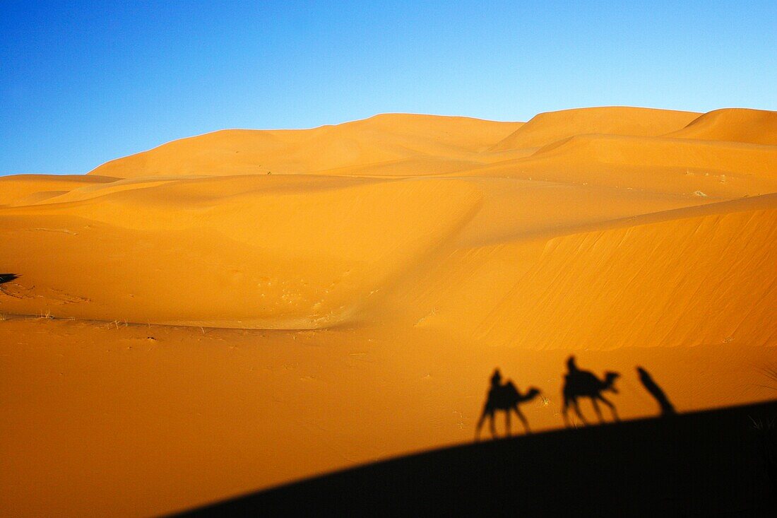 Morocco, Central Morocco, Merzouga Camels, tourists and guides shadows are cast on the dunes of the Erg Chebbi in the Sahara Desert