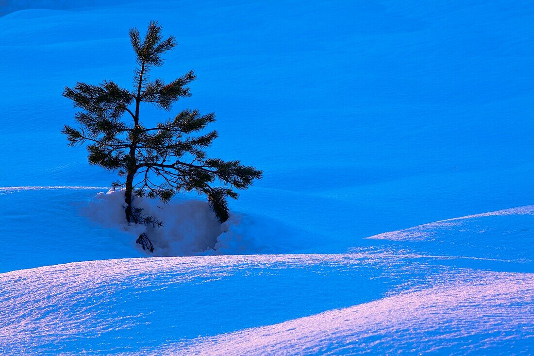 Scotland, Scottish Highlands, Abernethy Single Fir Tree surrounded by drifting snow in the Cairngorms National Park