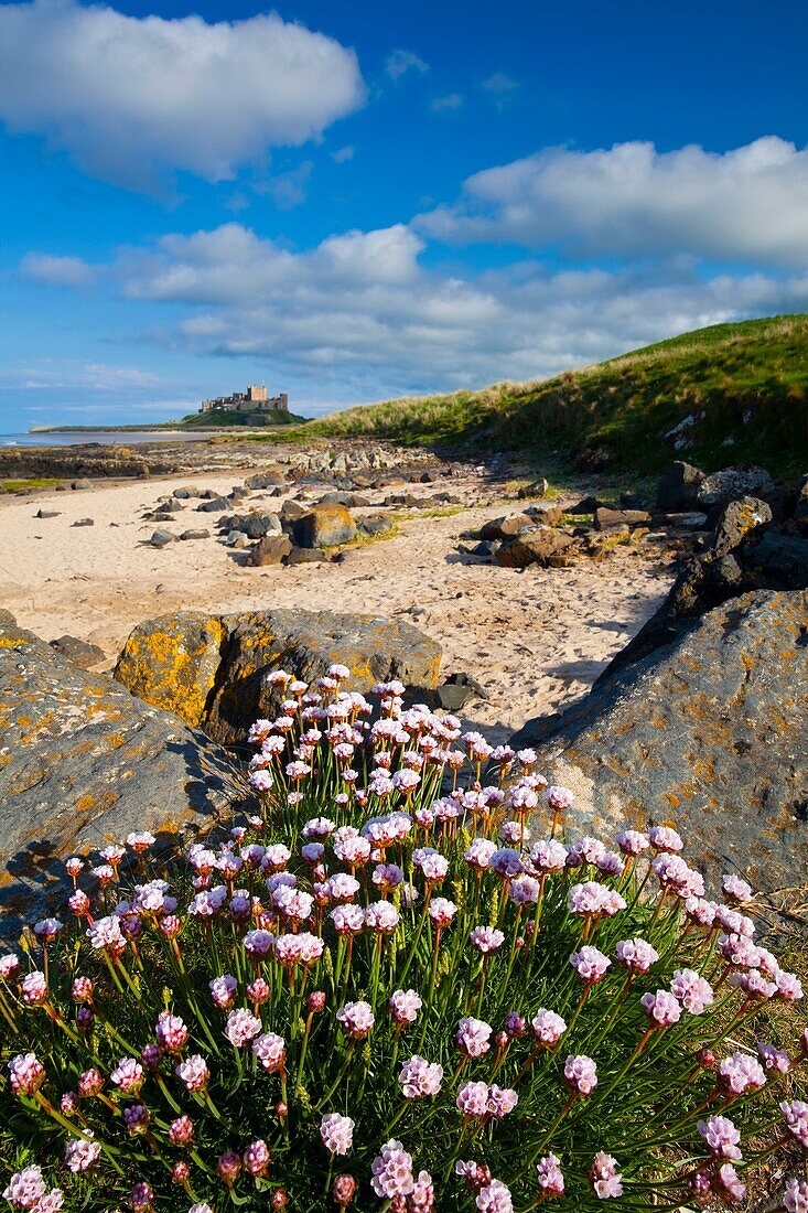 England, Northumberland, Bamburgh Sea Thrift growing along a rocky outcrop north of Bamburgh Castle