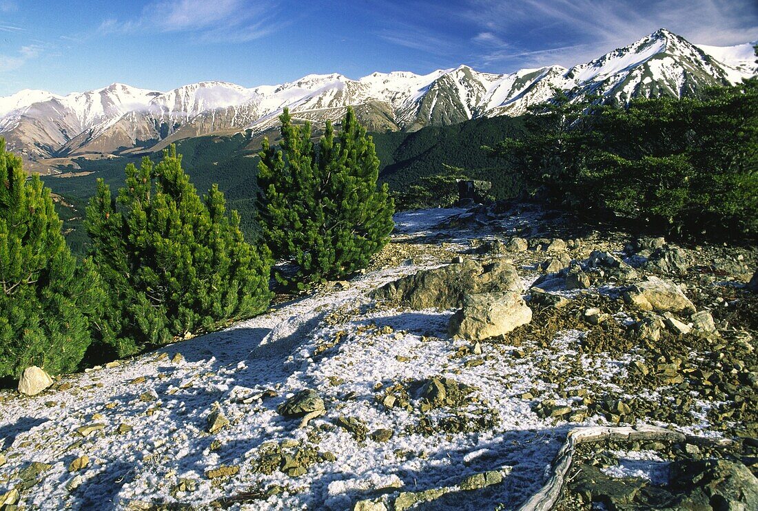NEW ZEALAND, Canterbury, Craigieburn Forest Park A winter view from the top of the Craigieburn range with heavy frost
