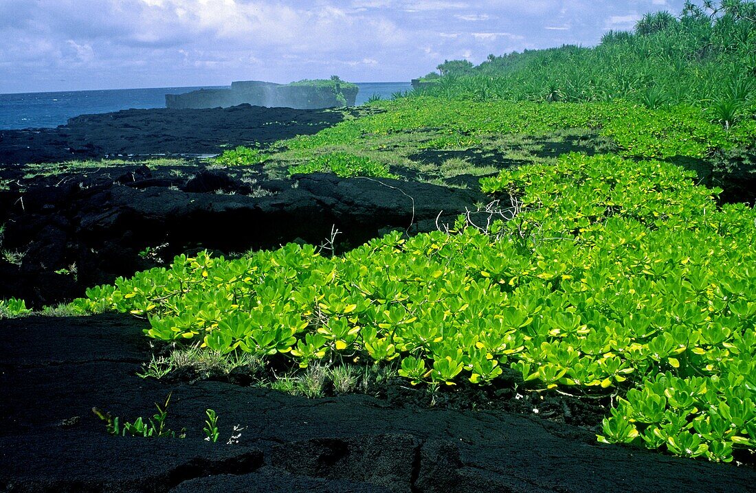 INDEPENDENT SAMOA, Upolu, O Le Pupu-pe'e National Park The volcanic landscape of the O Le Pupu lava coast