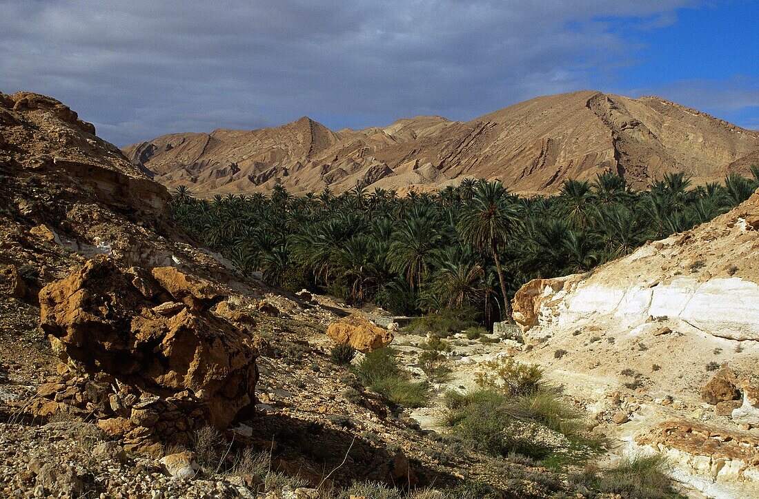 TUNISIA, Chebika Region, Tamerza An oasis hid within the mountainous landscape surrounding the town