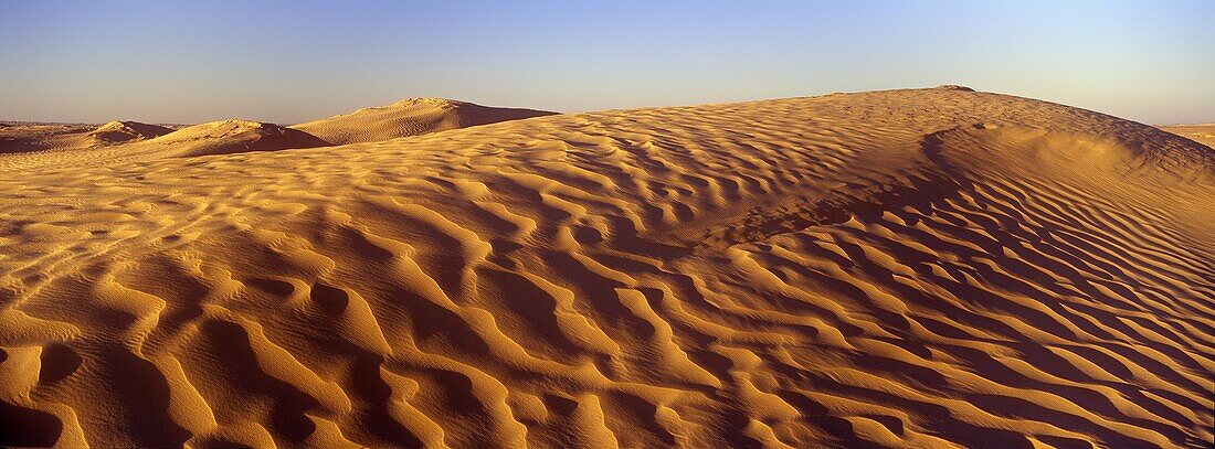 TUNISIA, Zaafrane, Sahara Desert Morning light illuminates the patterns of the sand dunes of the great erg oriental