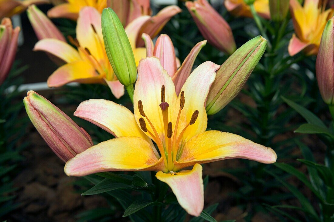 Lilium candidum Family: Liliaceae