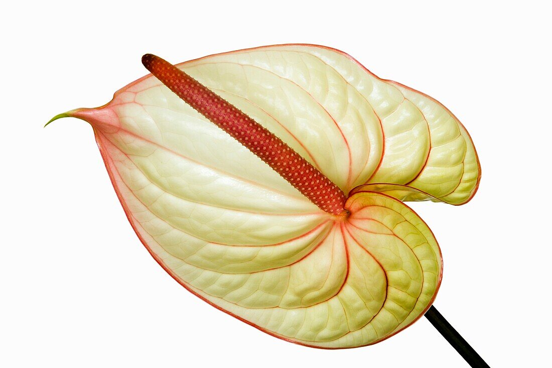 Scientific Name: Anthurium andraeanum Linden Family: Araceae