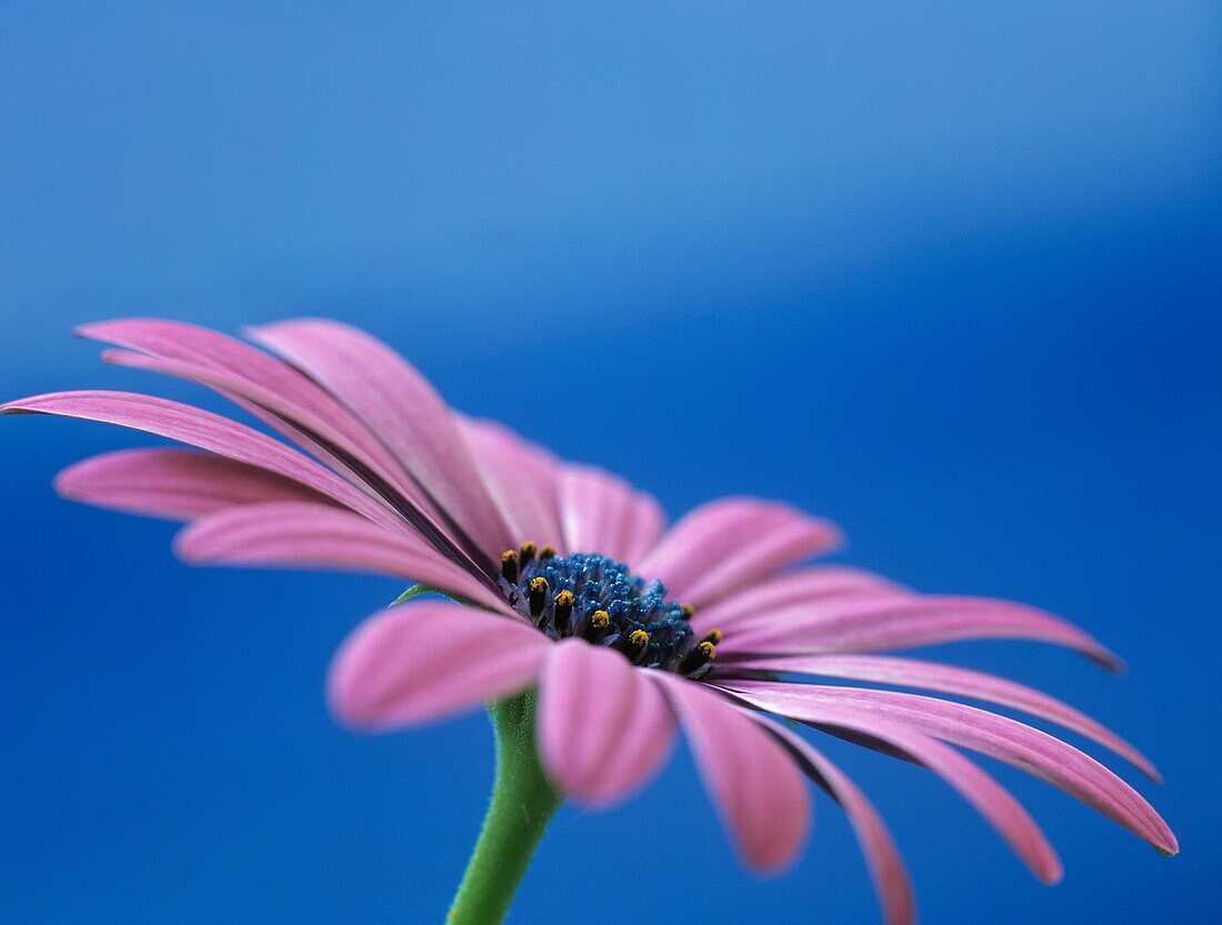 OSTEOSPERMUM - LIGHT PURPLEOSJOTIS,  Close-up of a flower in side view