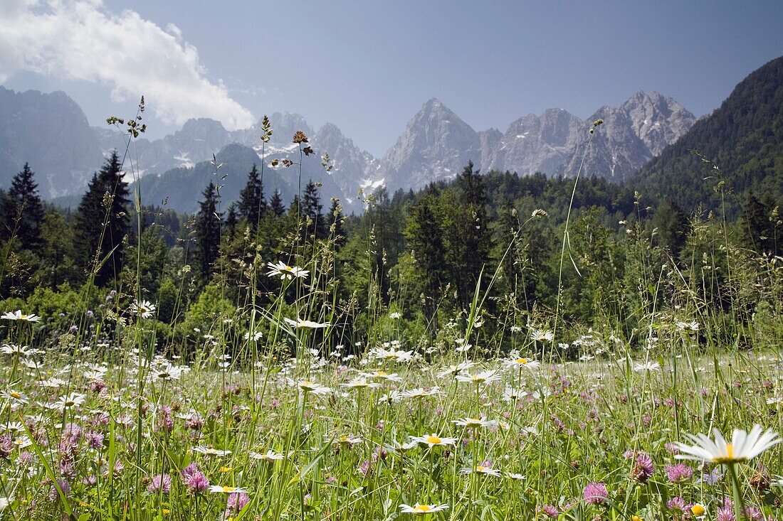 Gozd-Martuljek, Dolina, Slovenia / June Alpine pasture hay meadow with wild flowers and peaks of Martuljek mountain range beyond in Triglav National Park in Julian Alps in summer