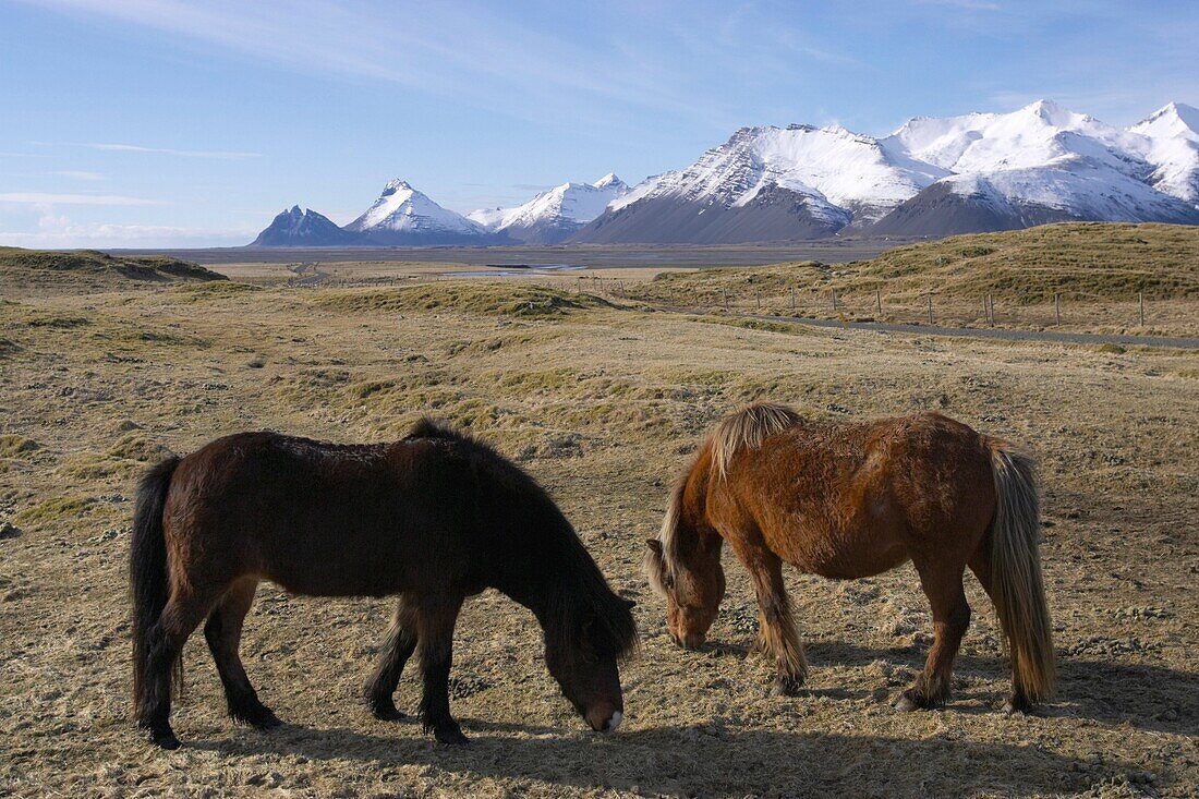 Icelandic horses, Hofn, Iceland