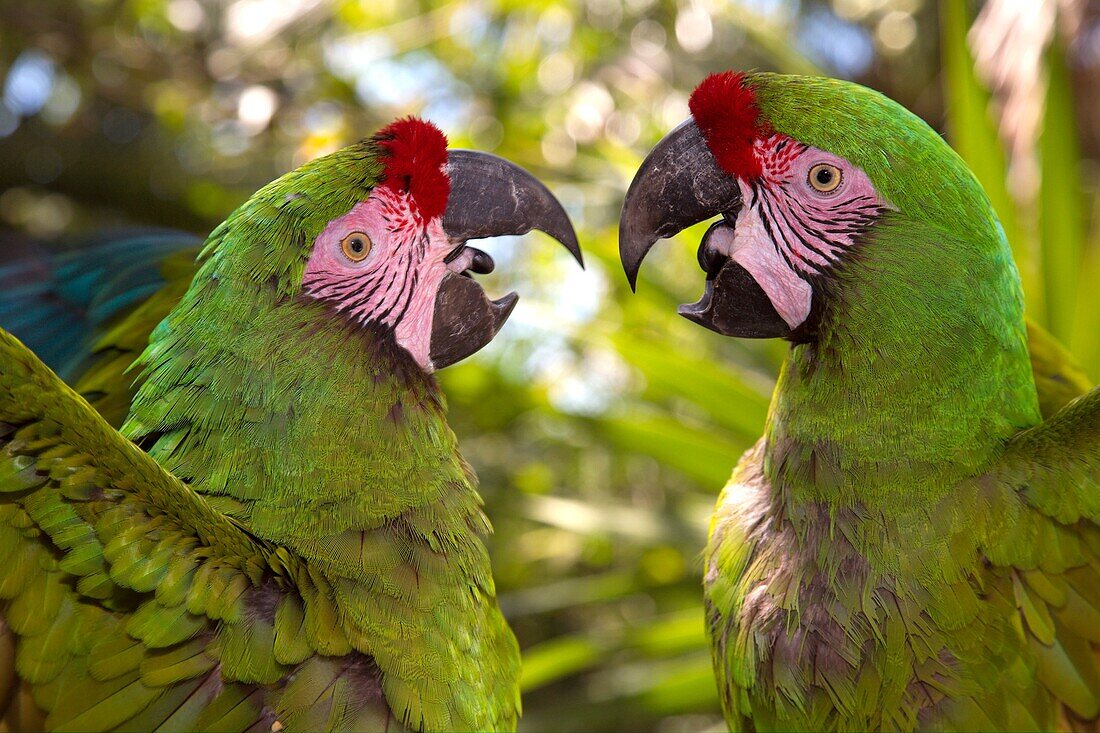 Colourful Macaws, Quintana Roo State, Mexico