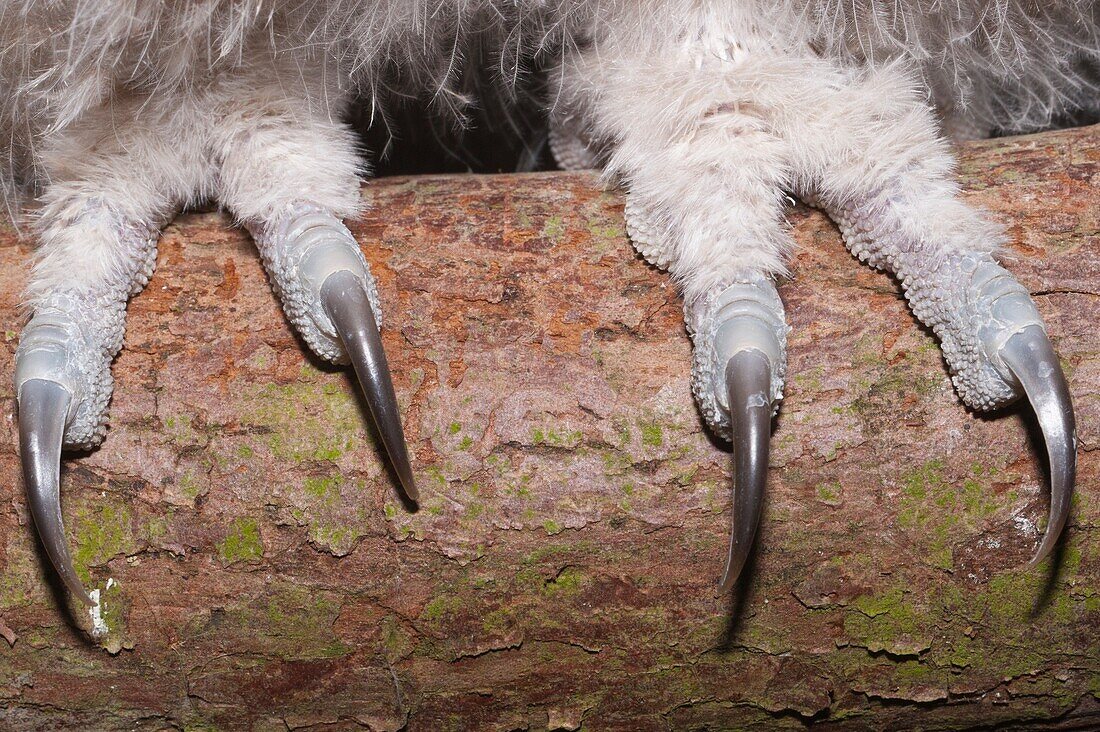 The talons of a young Tawny Owl Strix aluco chick close up at approximately a month old in the UK