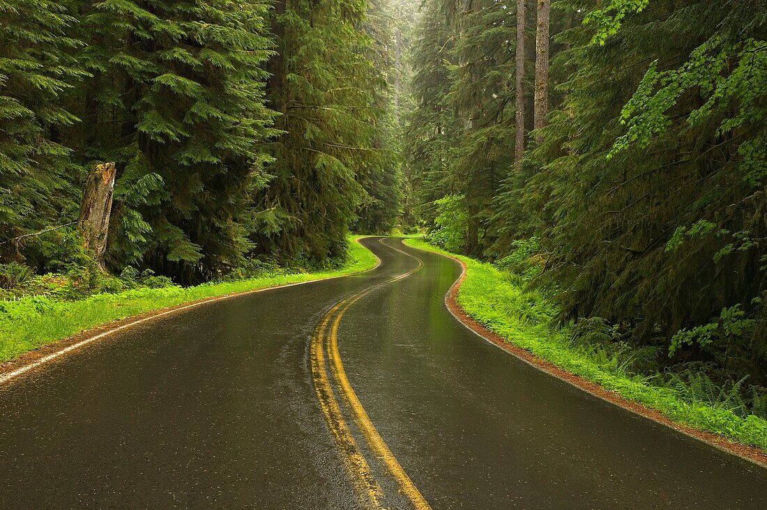 Road in spring rainforest