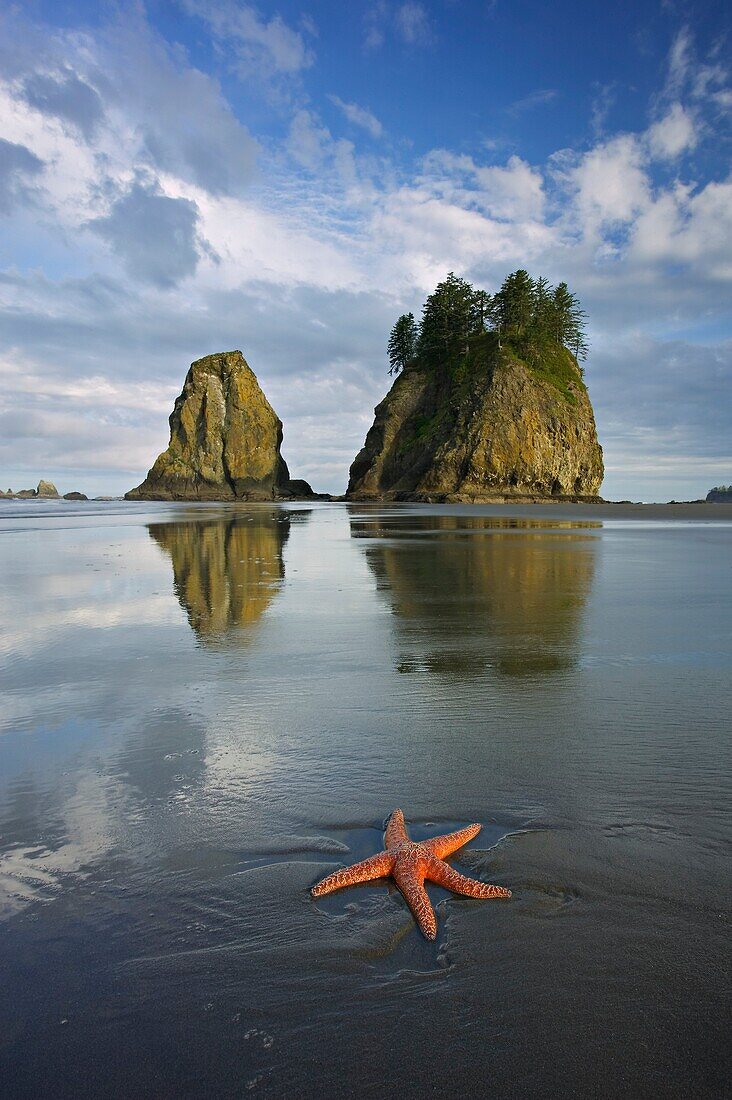 Second Beach - Olympic national park