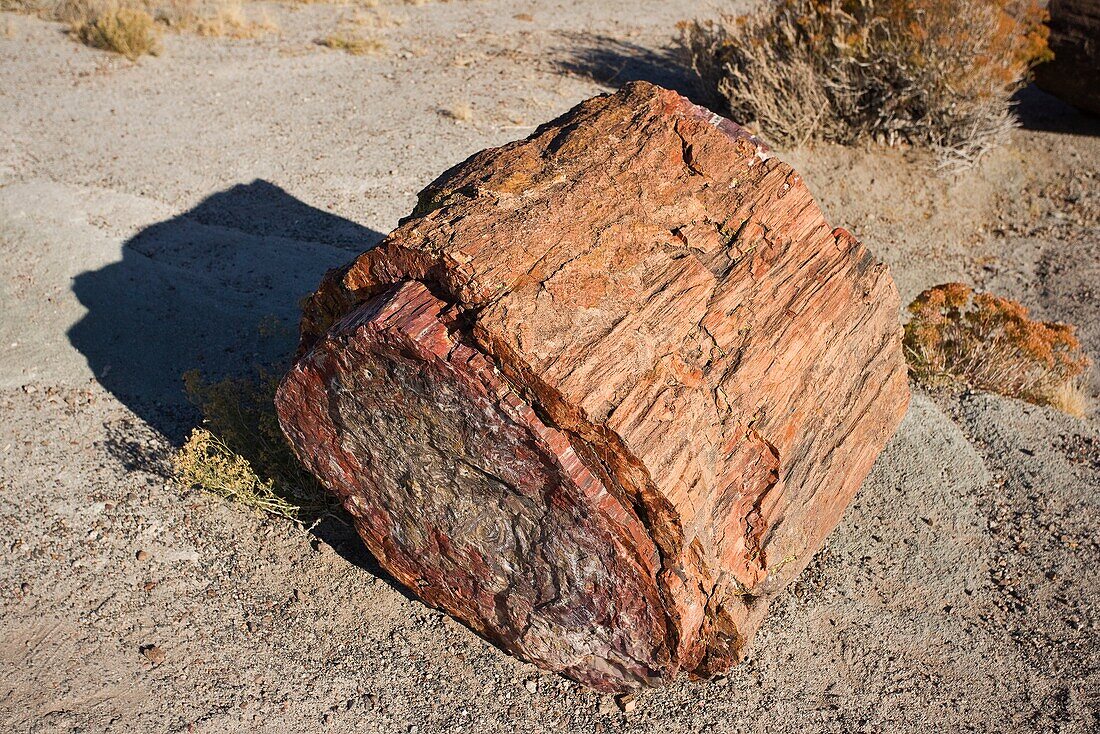 Petrified forest national park