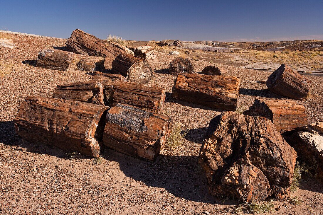 Petrified forest national park