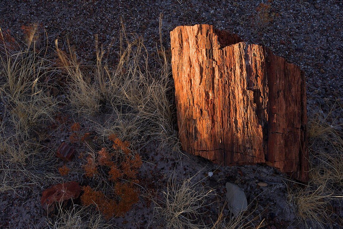 Petrified forest national park