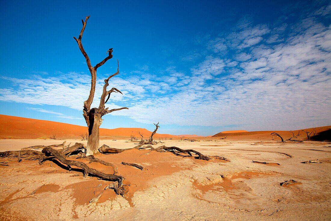 Dead Vlei, Namib-Naukluft National Park, Namib desert, Namibia