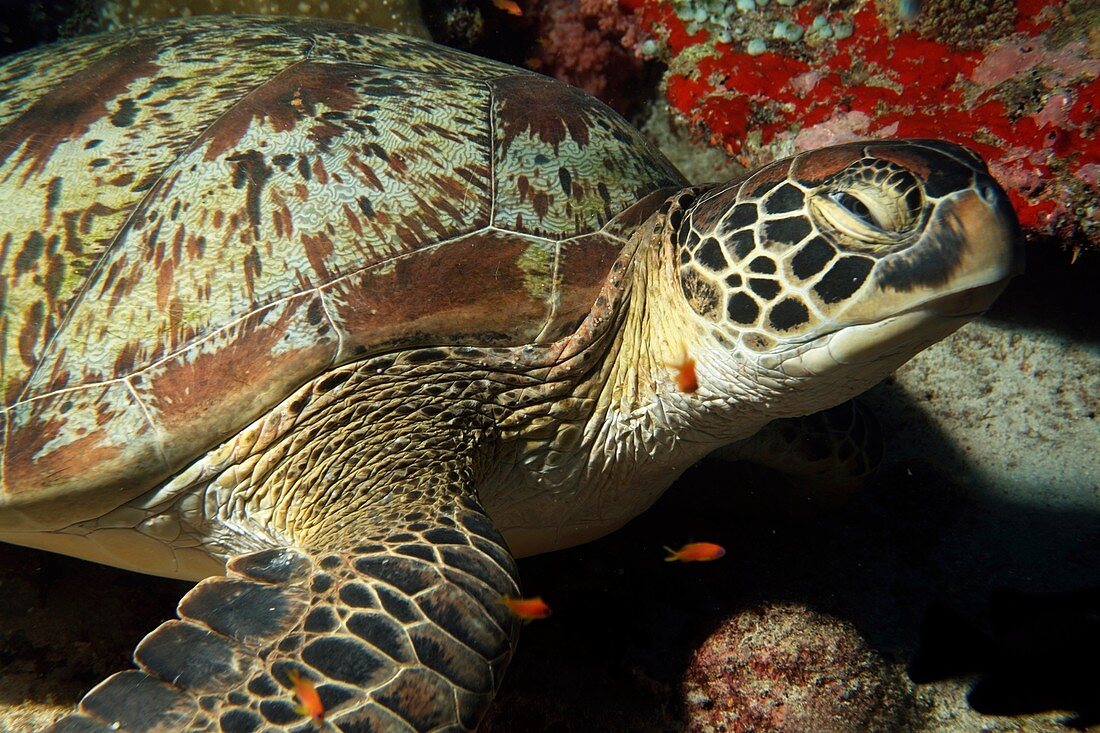 Maldives south male atoll kandooma a green turtle chelonia mydas on seabed