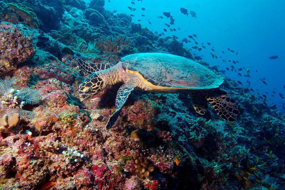 Maldives ari atoll rango madivaru a caretta caretta sea turtle looking for food on a coral reef