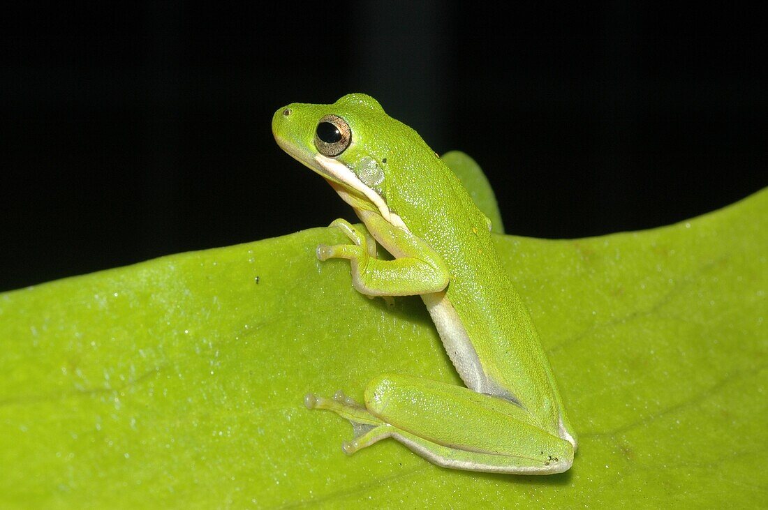Green Tree Frog Hyla cinerea Florida