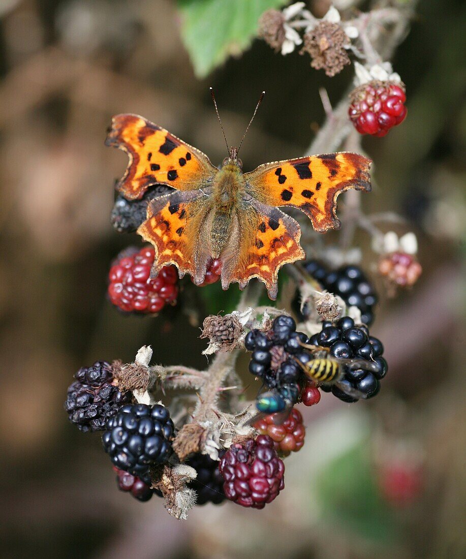 Comma Polygonia c-album butterfly on a Common Blackberry Rubus fruticosus bush