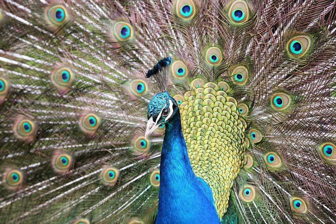 Indian Peacock Pavo cristatus displaying his colourful feathers close up