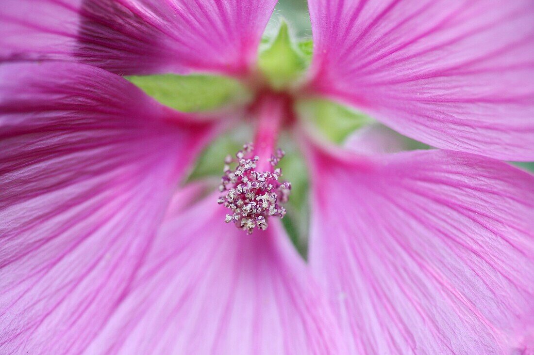 Close up of a Mallow flower