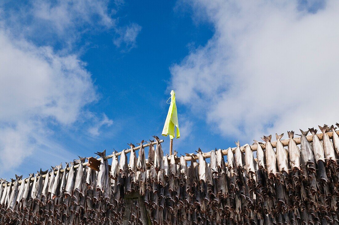 Cod stockfish hang from wood drying racks to dry in winter air, Lofoten islands, Norway