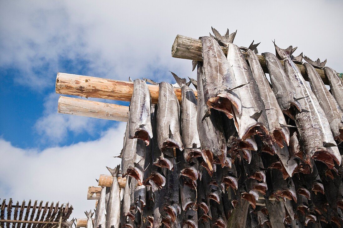 Cod stockfish hang from wood drying racks to dry in winter air, Lofoten islands, Norway