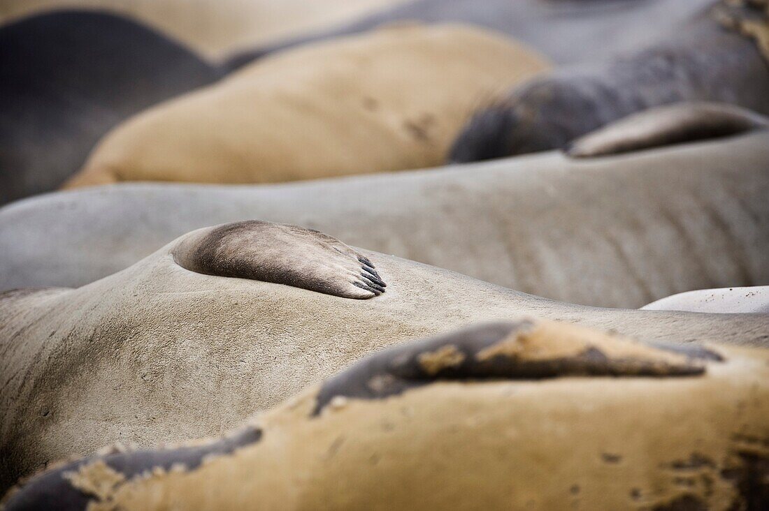 Northern Elephant seals - Mirounga angustirostris - laying on beach, San Simeon, California