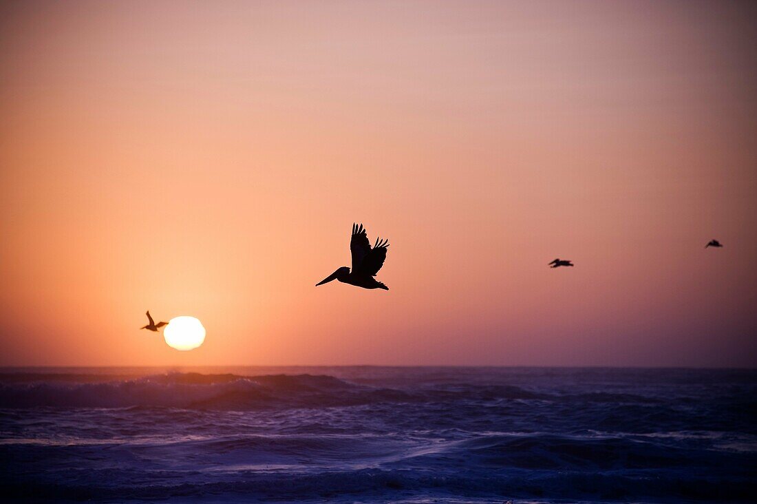Pelicans fly over waves of pacific ocean at sunset, Humboldt county, California
