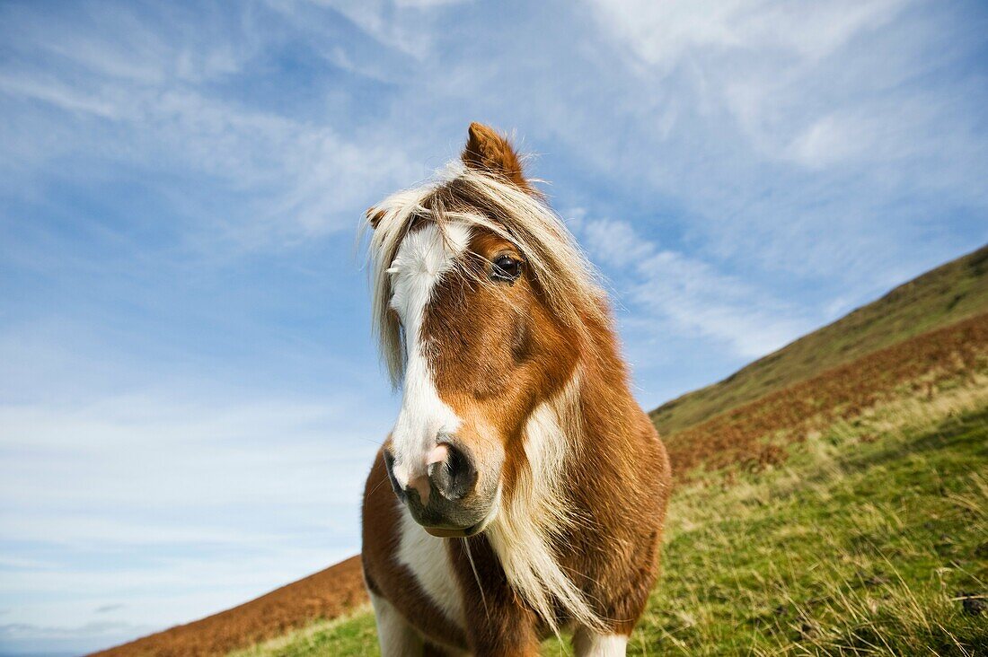 Welsh mountain pony, Brecon Beacons national park, Wales