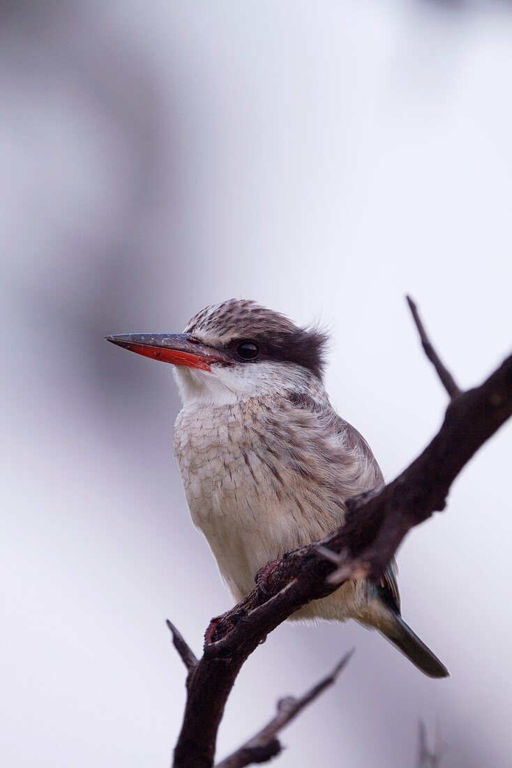 Striped Kingfisher Halcyon Chelicuti At dawn Winter, May 2009 Hluhluwe-Imfolozi Game Reserve, Kwazulu Natal, South Africa