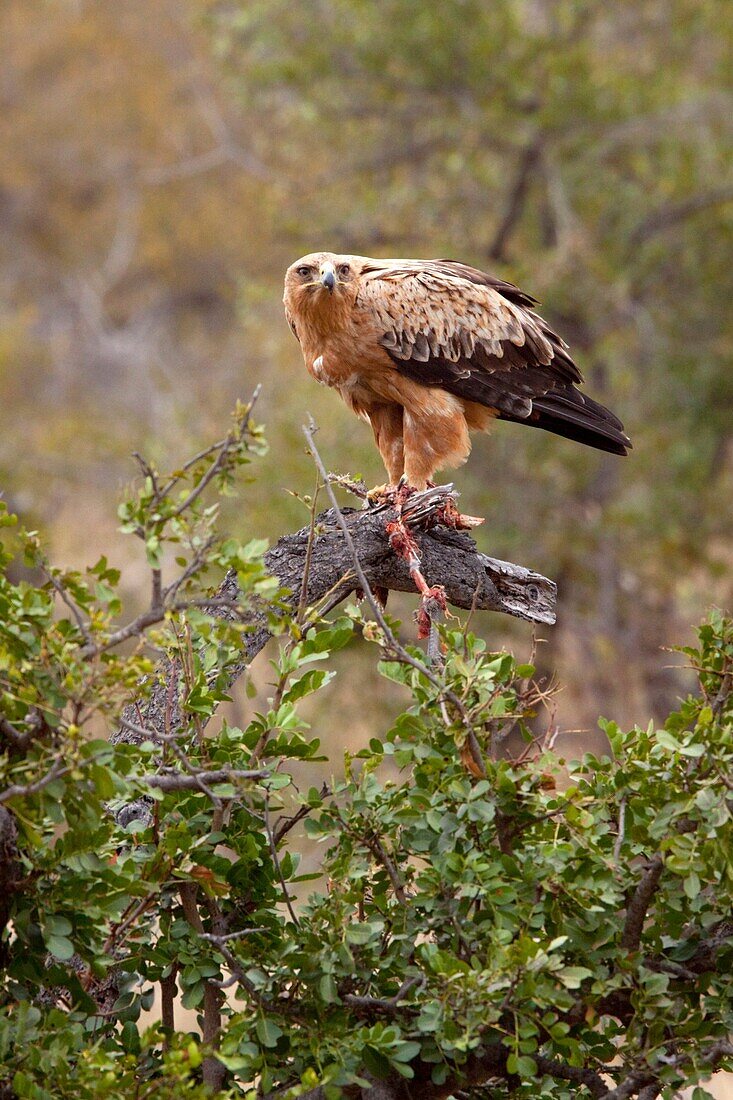 Tawny Eagle Aquila Rapax with a Helmeted Guineafowl as prey Numida Meleagris June 2009, winter Balule Private Nature Reserve, York section Greater Kruger National Park, Limpopo, South Africa