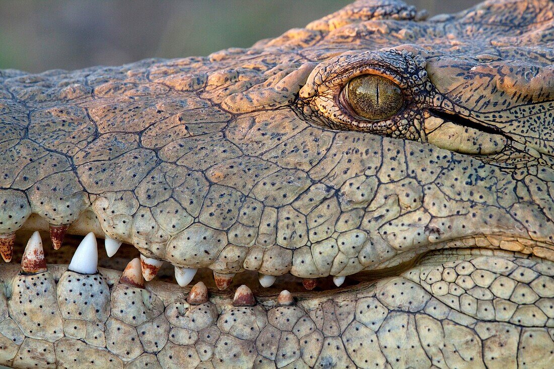 Nile Crocodile Crocodylus Niloticus Portrait June 2009, winter Balule Private Nature Reserve, York section Greater Kruger National Park, Limpopo, South Africa