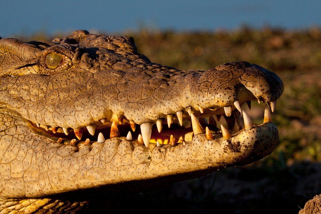 Nile Crocodile Crocodylus Niloticus On land Portrait June 2009, winter Balule Private Nature Reserve, York section Greater Kruger National Park, Limpopo, South Africa