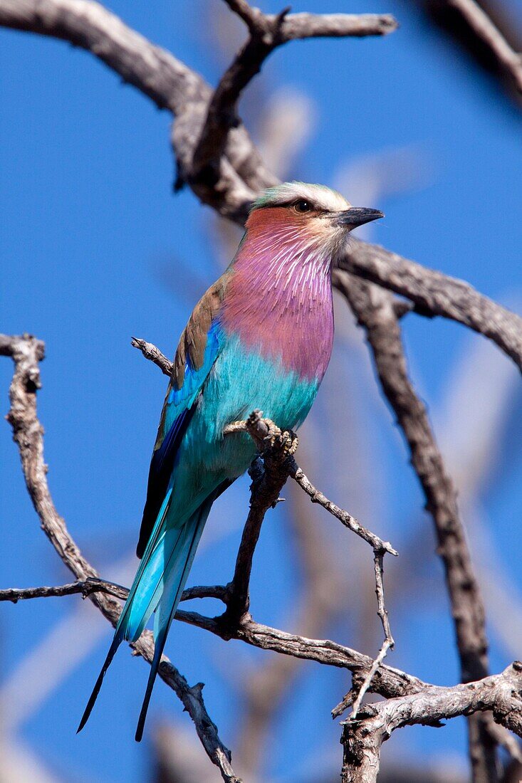 Lilac-breasted Roller Coracias Caudatus June 2009, winter Balule Private Nature Reserve, York section Greater Kruger National Park, Limpopo, South Africa