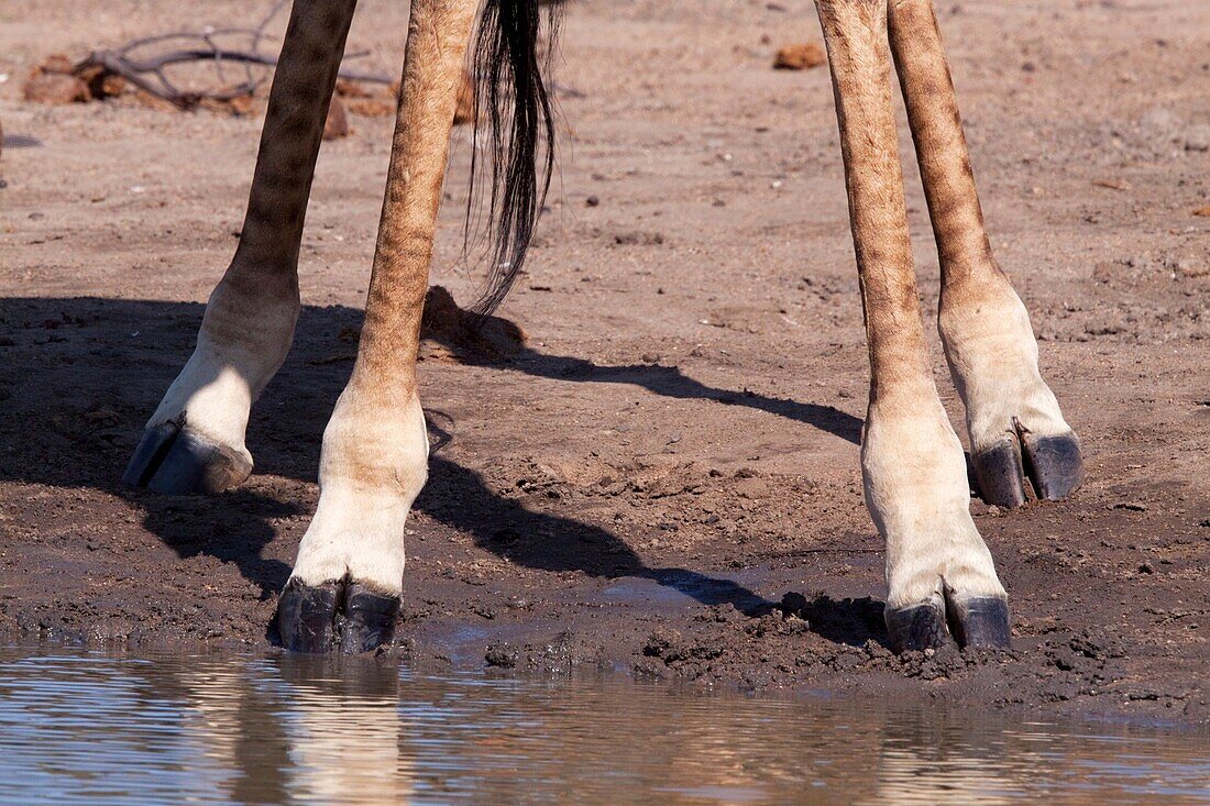 Giraffe Giraffa Camelopardalis At a waterhole, leg detail June 2009, winter Balule Private Nature Reserve, York section Greater Kruger National Park, Limpopo, South Africa