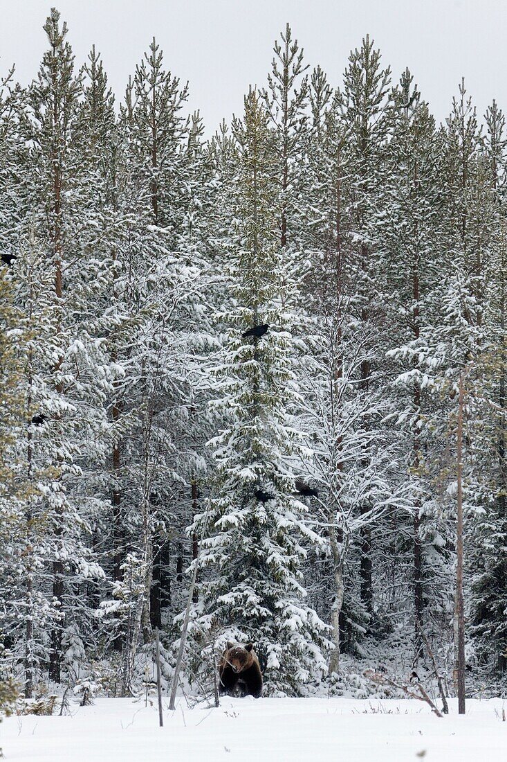 Eurasian brown bear at a forest treeline Spring 2010 Martinselkonen, Finland