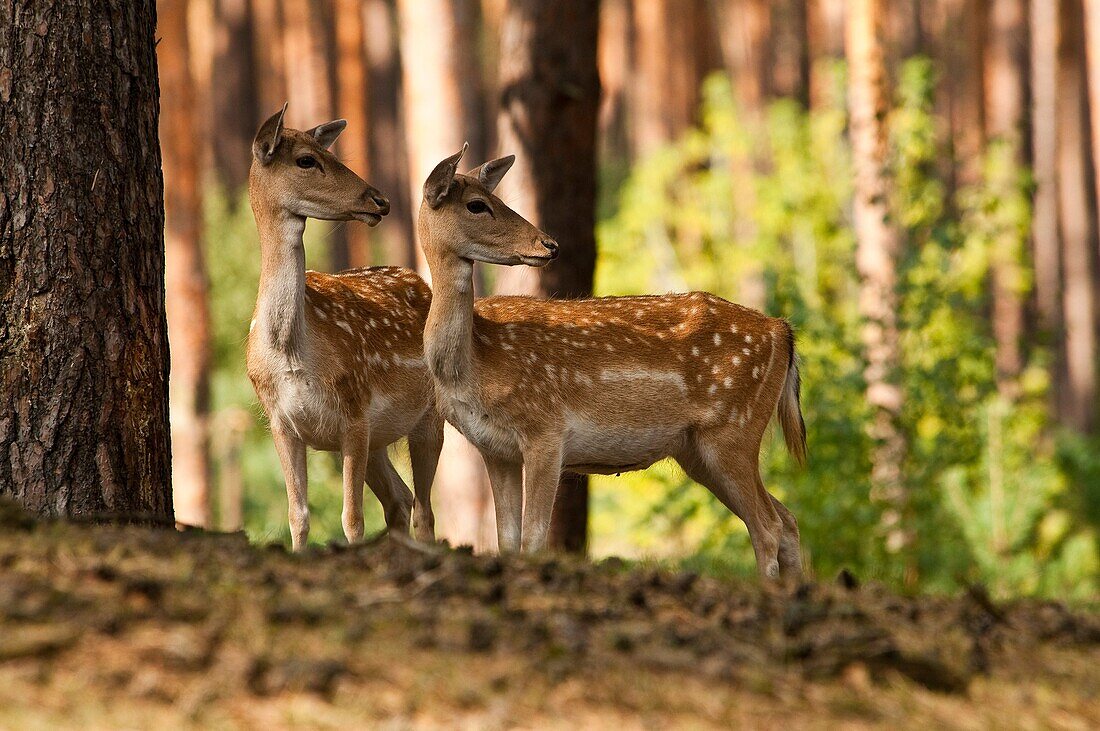 Fellow Deer, Dama, dama, female