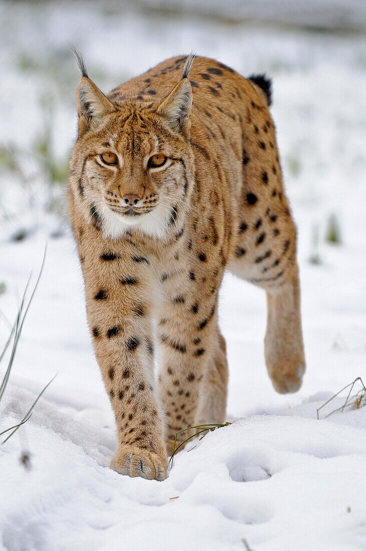Bobcat, Lynx rufus, adult in snow